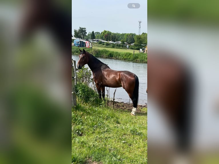 Hannoveraner Wallach 11 Jahre 182 cm Brauner in Winsen (Aller)