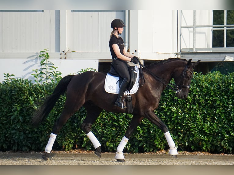 Hannoveraner Wallach 11 Jahre 183 cm Rappe in Tornesch