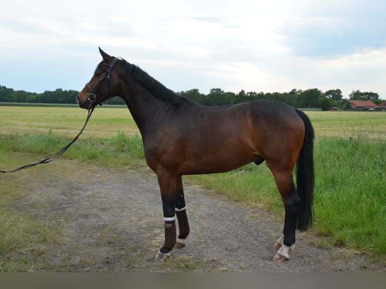 Hannoveraner Wallach 12 Jahre 164 cm Brauner in Oyten