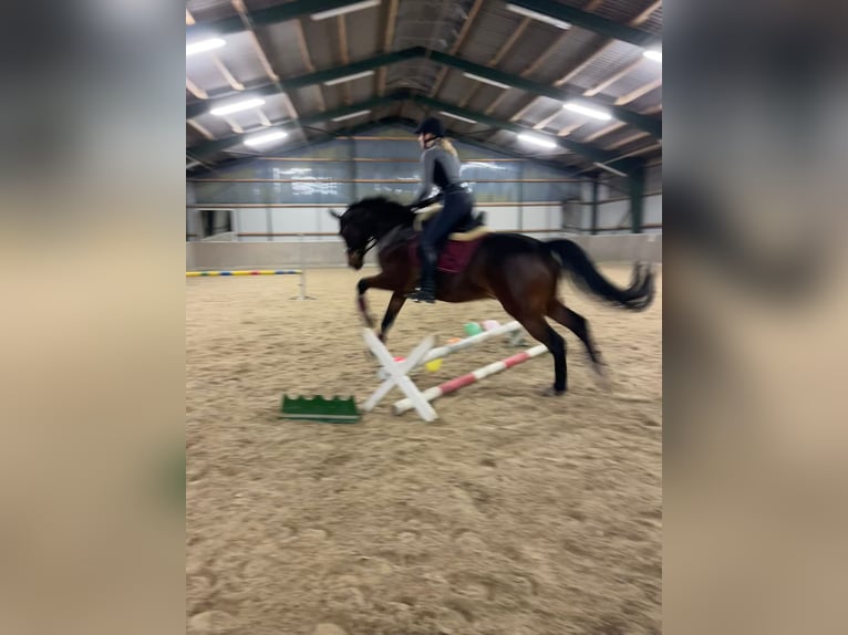 Hannoveraner Wallach 12 Jahre 164 cm Brauner in Oyten