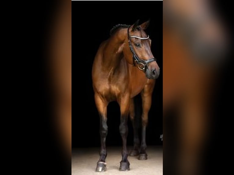 Hannoveraner Wallach 12 Jahre 164 cm Brauner in Kuchl