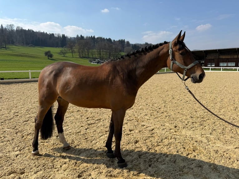 Hannoveraner Wallach 12 Jahre 164 cm Brauner in Dielsdorf