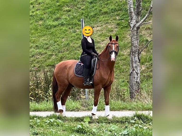 Hannoveraner Wallach 12 Jahre 164 cm Fuchs in Kienberg