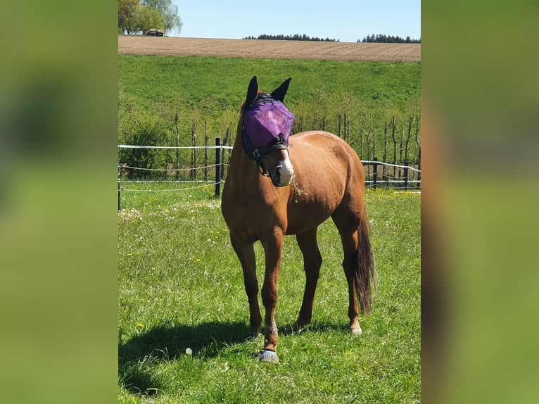 Hannoveraner Wallach 12 Jahre 164 cm Fuchs in Kienberg