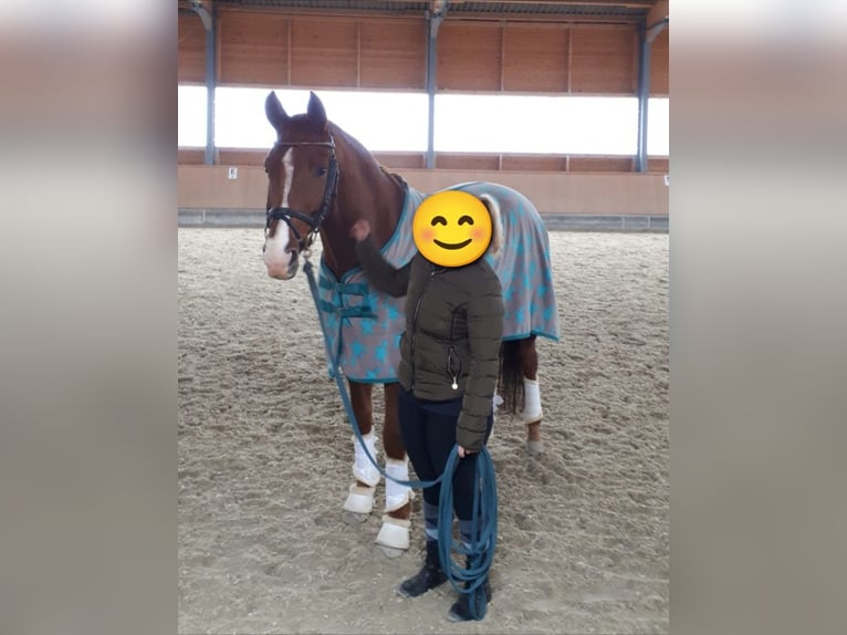 Hannoveraner Wallach 12 Jahre 164 cm Fuchs in Kienberg