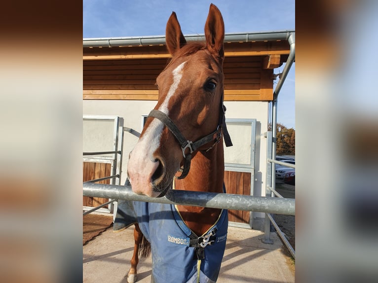 Hannoveraner Wallach 12 Jahre 164 cm Fuchs in Kienberg