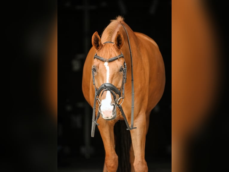 Hannoveraner Wallach 12 Jahre 164 cm Fuchs in Kienberg