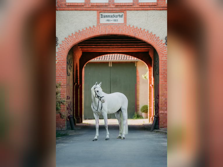 Hannoveraner Wallach 12 Jahre 164 cm Schimmel in Sarstedt
