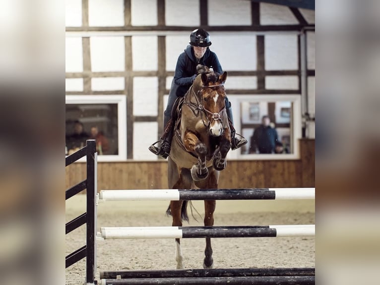 Hannoveraner Wallach 12 Jahre 165 cm Brauner in Rosengarten