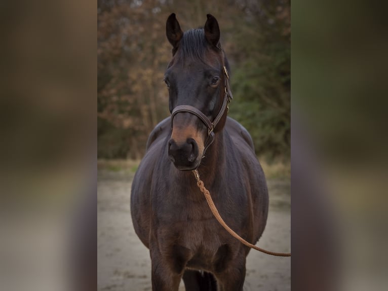 Hannoveraner Wallach 12 Jahre 165 cm Dunkelbrauner in Bremen