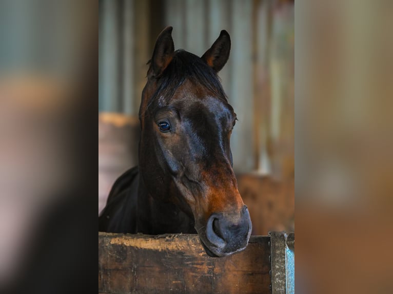 Hannoveraner Wallach 12 Jahre 165 cm Dunkelbrauner in Bremen