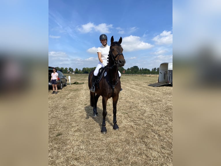 Hannoveraner Wallach 12 Jahre 165 cm Dunkelbrauner in Bremen