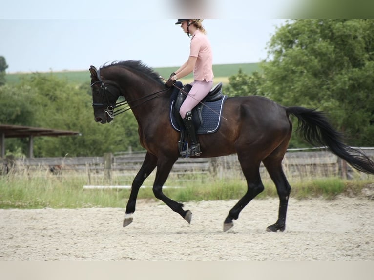 Hannoveraner Wallach 12 Jahre 166 cm Rappe in Hannover