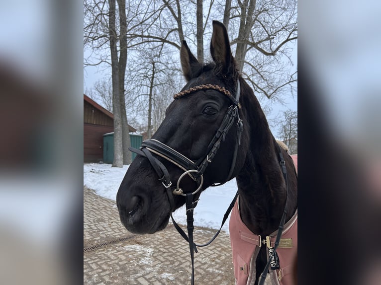 Hannoveraner Wallach 12 Jahre 166 cm Rappe in Hannover