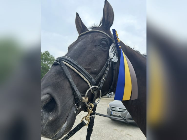 Hannoveraner Wallach 12 Jahre 166 cm Rappe in Hannover