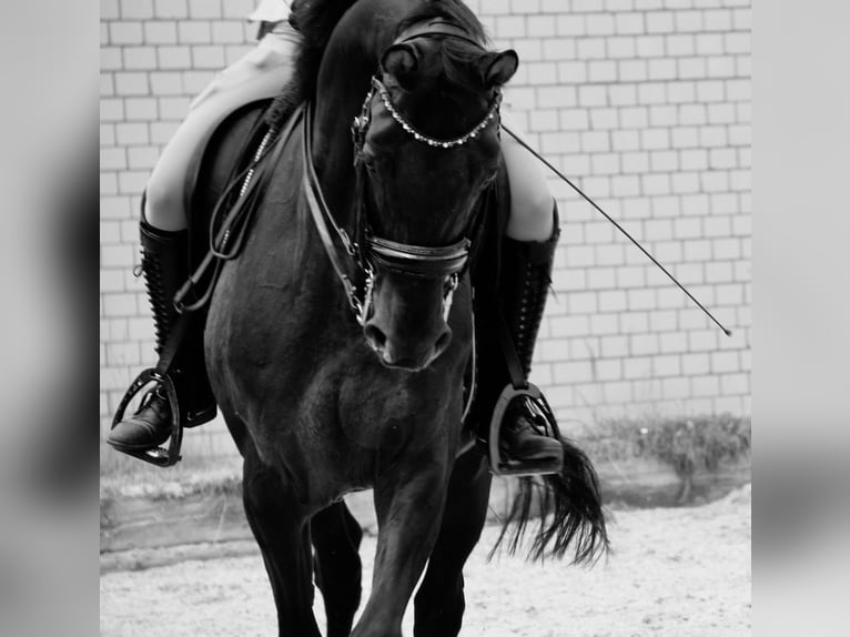 Hannoveraner Wallach 12 Jahre 166 cm Rappe in Hannover