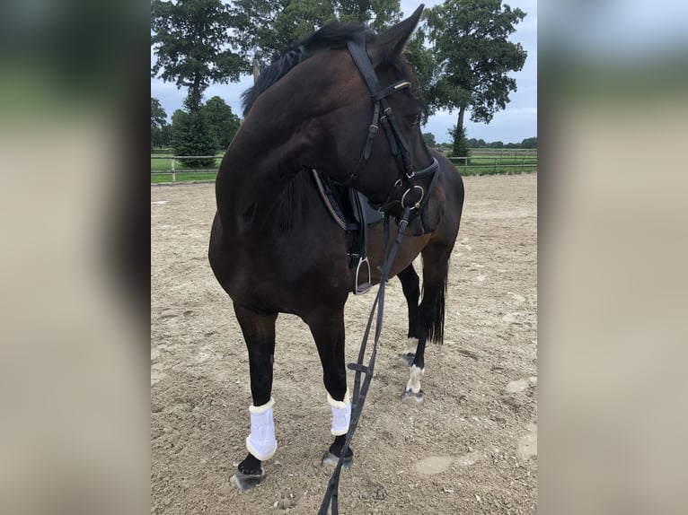 Hannoveraner Wallach 12 Jahre 166 cm Rappe in Bremen