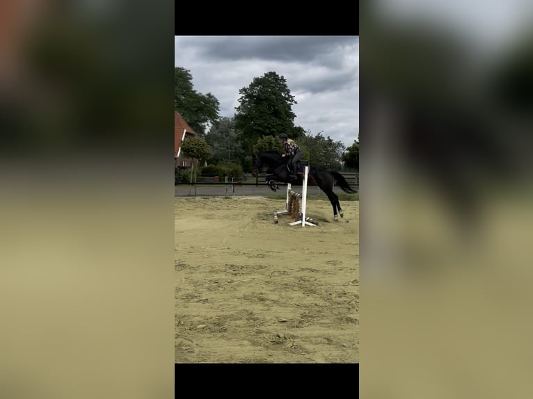 Hannoveraner Wallach 12 Jahre 166 cm Rappe in Bremen