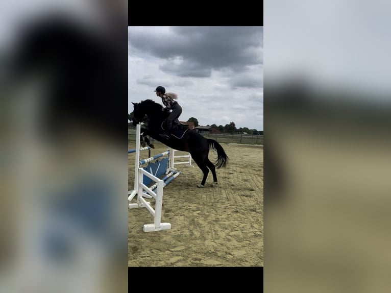 Hannoveraner Wallach 12 Jahre 166 cm Rappe in Bremen