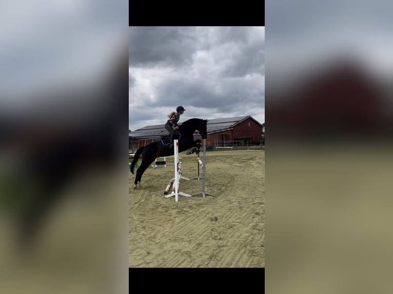 Hannoveraner Wallach 12 Jahre 166 cm Rappe in Bremen