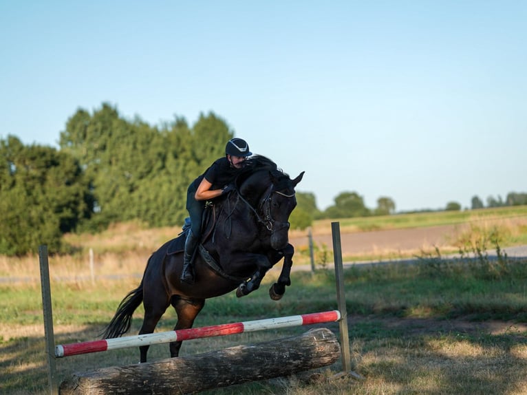 Hannoveraner Wallach 12 Jahre 166 cm Rappe in Bremen
