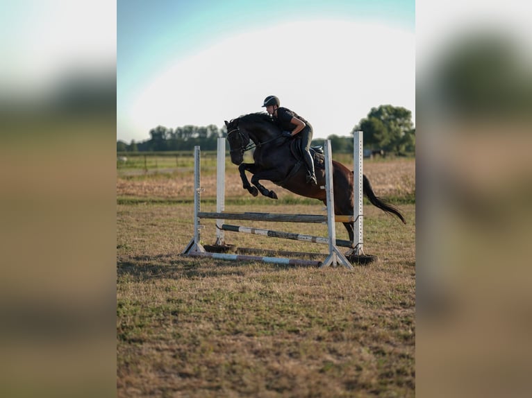 Hannoveraner Wallach 12 Jahre 166 cm Rappe in Bremen