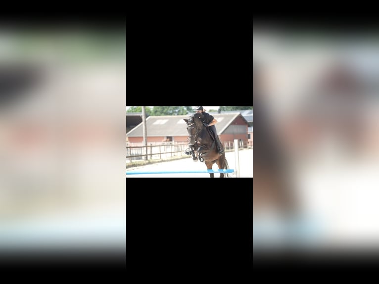 Hannoveraner Wallach 12 Jahre 166 cm Rappe in Bremen