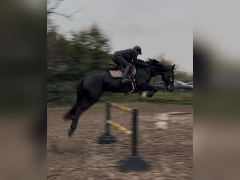 Hannoveraner Wallach 12 Jahre 166 cm Schwarzbrauner in Ratingen
