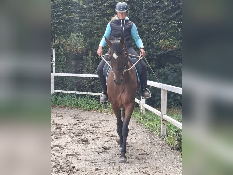 Hannoveraner Wallach 12 Jahre 167 cm Brauner in Dornhan