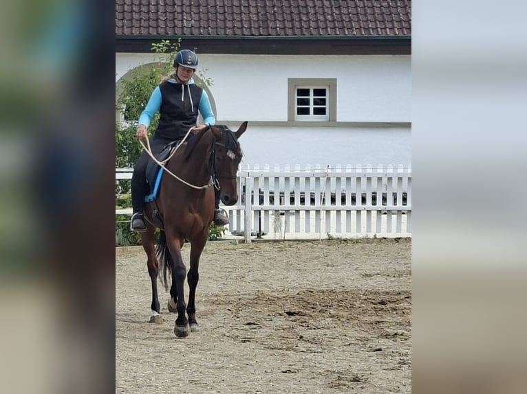 Hannoveraner Wallach 12 Jahre 167 cm Brauner in Dornhan