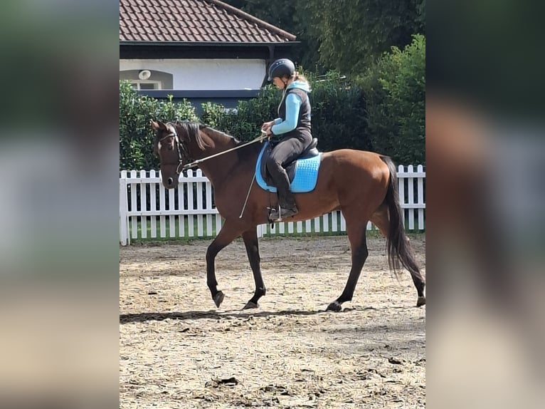 Hannoveraner Wallach 12 Jahre 167 cm Brauner in Dornhan