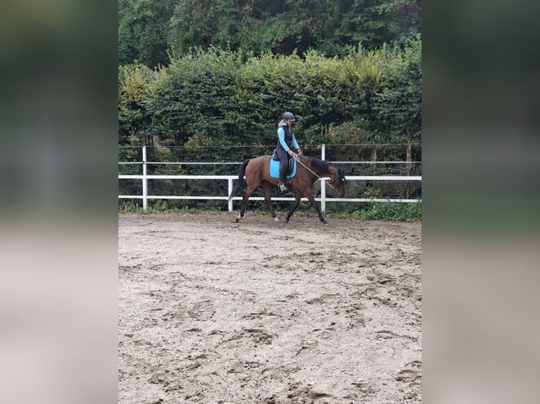 Hannoveraner Wallach 12 Jahre 167 cm Brauner in Dornhan