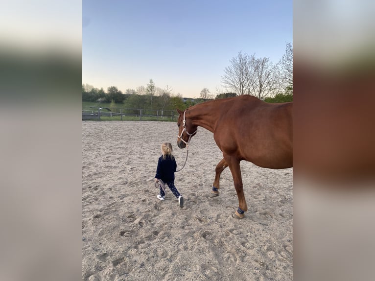 Hannoveraner Wallach 12 Jahre 167 cm Fuchs in Bischofsgr&#xFC;n