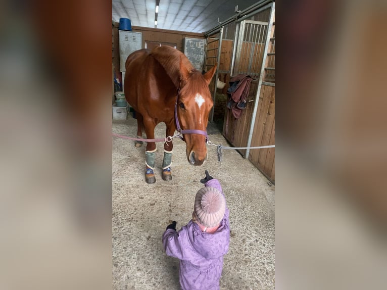 Hannoveraner Wallach 12 Jahre 167 cm Fuchs in Bischofsgr&#xFC;n