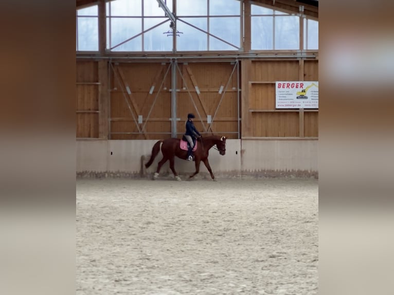 Hannoveraner Wallach 12 Jahre 167 cm Fuchs in Bischofsgr&#xFC;n