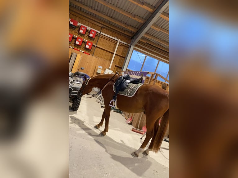 Hannoveraner Wallach 12 Jahre 167 cm Fuchs in Bischofsgr&#xFC;n