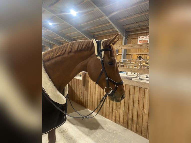 Hannoveraner Wallach 12 Jahre 167 cm Fuchs in Bischofsgr&#xFC;n