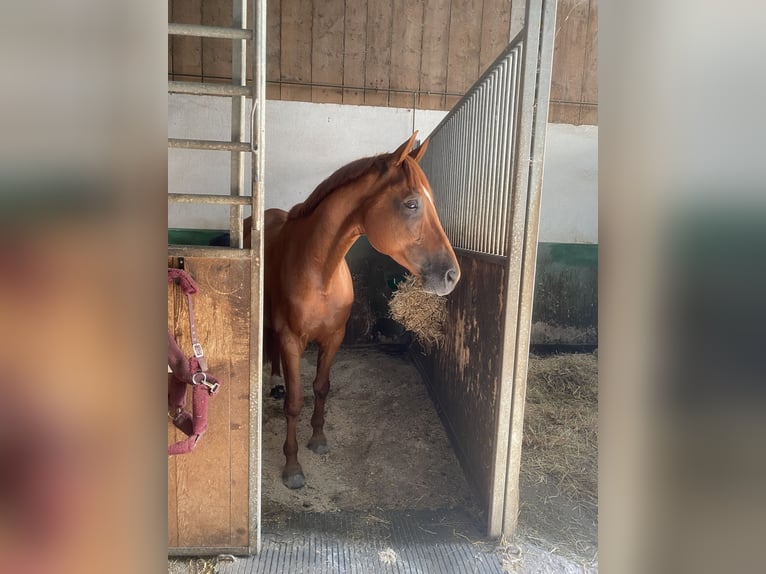 Hannoveraner Wallach 12 Jahre 167 cm Fuchs in Bischofsgr&#xFC;n