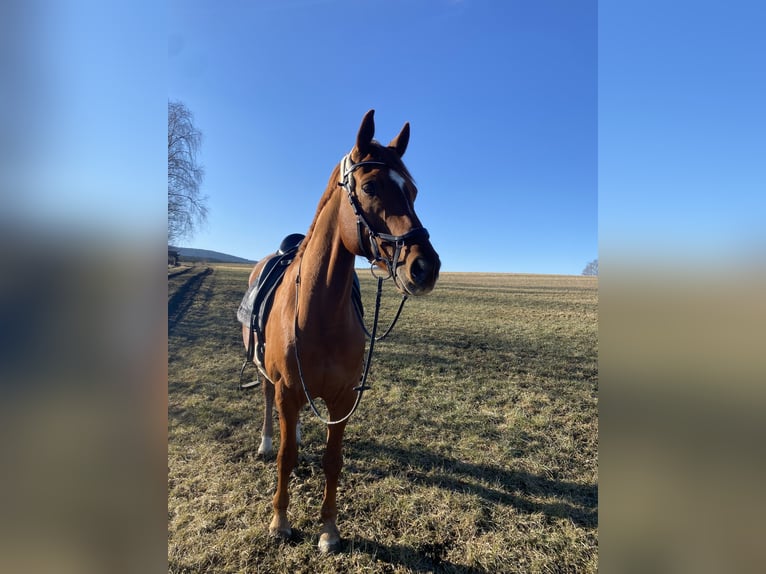 Hannoveraner Wallach 12 Jahre 167 cm Fuchs in Bischofsgr&#xFC;n