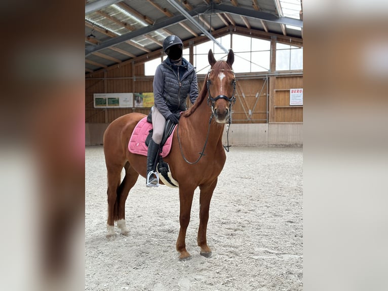 Hannoveraner Wallach 12 Jahre 167 cm Fuchs in Bischofsgr&#xFC;n