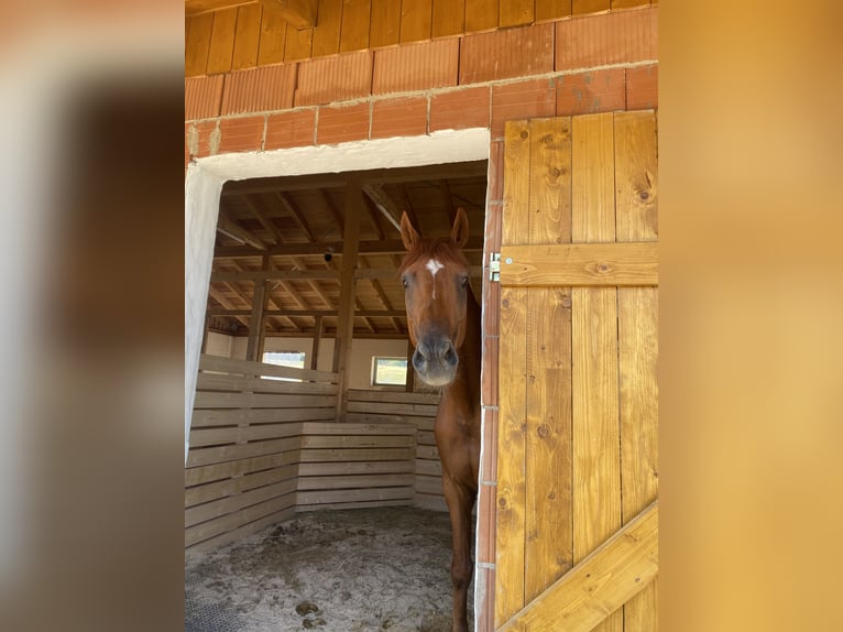 Hannoveraner Wallach 12 Jahre 167 cm Fuchs in Bischofsgr&#xFC;n