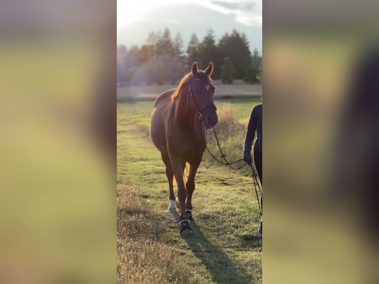 Hannoveraner Wallach 12 Jahre 167 cm Fuchs in Bischofsgr&#xFC;n