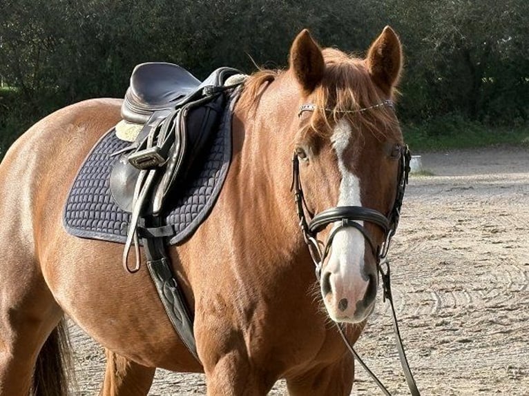Hannoveraner Wallach 12 Jahre 167 cm Fuchs in Verden (Aller)