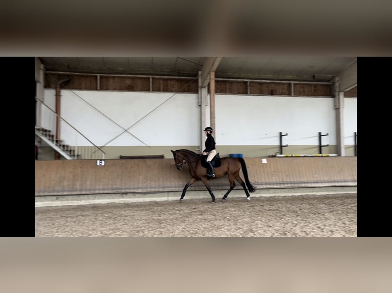Hannoveraner Wallach 12 Jahre 168 cm Brauner in Bärenstein Hannoveraner Wallach 12 Jahre 168 cm Brauner in Bärenstein