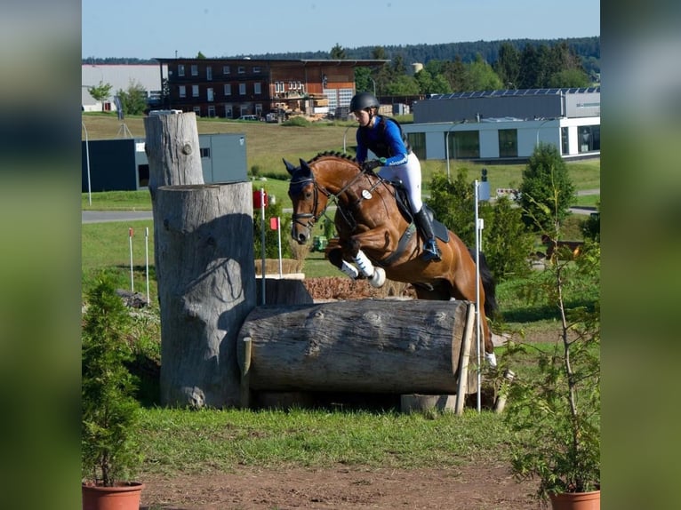 Hannoveraner Wallach 12 Jahre 168 cm Brauner in Altensteig
