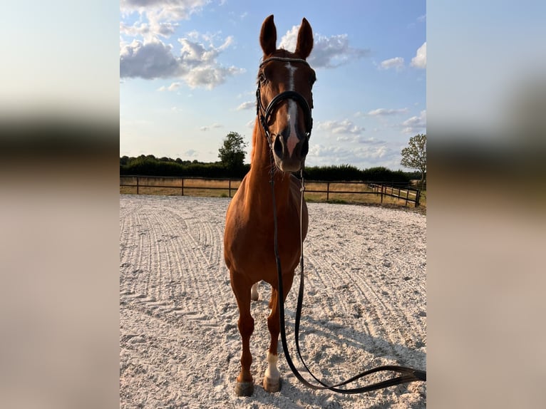 Hannoveraner Wallach 12 Jahre 168 cm Dunkelfuchs in Elsdorf