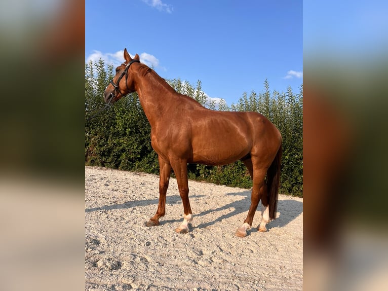 Hannoveraner Wallach 12 Jahre 168 cm Dunkelfuchs in Elsdorf
