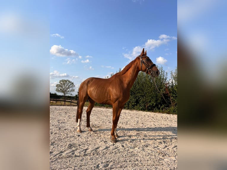 Hannoveraner Wallach 12 Jahre 168 cm Dunkelfuchs in Elsdorf