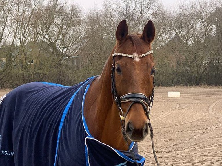 Hannoveraner Wallach 12 Jahre 168 cm Fuchs in Verden (Aller)