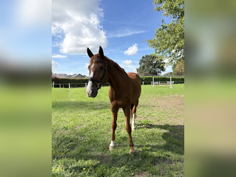 Hannoveraner Wallach 12 Jahre 168 cm Fuchs in Dickel